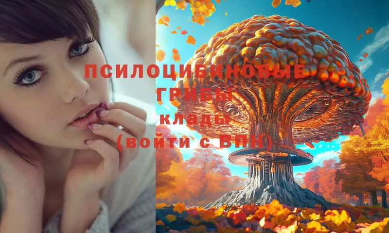 площадка состав  Опочка  Псилоцибиновые грибы Psilocybe 